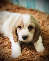 English Cocker Spaniel Puppies for sale in Hardy, AR 72542, USA. price: NA