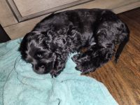 English Cocker Spaniel Puppies for sale in Bridgeport, CT, USA. price: NA