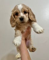 English Cocker Spaniel Puppies for sale in West Covina, CA, USA. price: NA