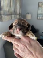 English Cocker Spaniel Puppies for sale in Byron, MN 55920, USA. price: NA