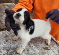 English Cocker Spaniel Puppies for sale in Mt Sterling, KY 40353, USA. price: $600