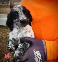 English Cocker Spaniel Puppies for sale in Mt Sterling, KY 40353, USA. price: $500