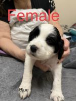 English Cocker Spaniel Puppies for sale in Mulberry, Florida. price: $1,000