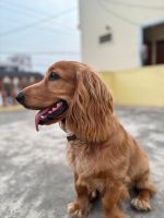 English Cocker Spaniel Puppies for sale in Uppal, Telangana. price: 25,000 INR