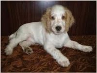 English Cocker Spaniel Puppies for sale in Beaver Creek, CO 81620, USA. price: NA
