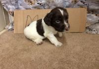 English Cocker Spaniel Puppies for sale in Jacksonville, FL, USA. price: NA