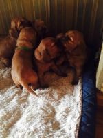 English Cocker Spaniel Puppies for sale in Lancaster, CA, USA. price: NA