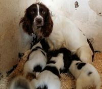 English Cocker Spaniel Puppies for sale in Indianapolis, IN, USA. price: NA