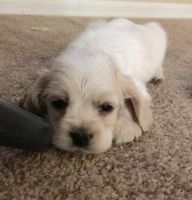 English Cocker Spaniel Puppies for sale in East Los Angeles, CA, USA. price: NA