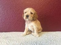 English Cocker Spaniel Puppies for sale in Los Angeles, CA, USA. price: NA