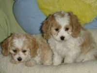 English Cocker Spaniel Puppies for sale in Madison, WI, USA. price: NA