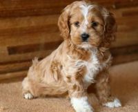 English Cocker Spaniel Puppies for sale in Rochester, NY, USA. price: NA