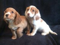 English Cocker Spaniel Puppies for sale in Providence, RI, USA. price: NA