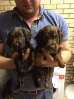 English Cocker Spaniel Puppies for sale in Green Bay, WI, USA. price: NA