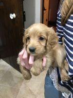 English Cocker Spaniel Puppies for sale in Little Rock, AR, USA. price: NA