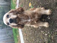 English Cocker Spaniel Puppies for sale in Katy, TX, USA. price: NA