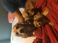 English Cocker Spaniel Puppies for sale in Katy, TX, USA. price: NA