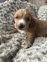 English Cocker Spaniel Puppies for sale in Indianapolis, IN, USA. price: NA