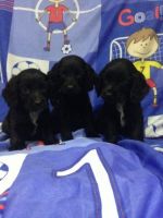 English Cocker Spaniel Puppies for sale in Raleigh, NC, USA. price: NA