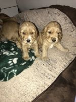 English Cocker Spaniel Puppies for sale in Little Rock, AR, USA. price: NA