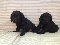 English Cocker Spaniel Puppies for sale in New York, NY, USA. price: NA