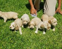 English Cocker Spaniel Puppies for sale in Riverside, CA, USA. price: NA
