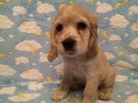 English Cocker Spaniel Puppies for sale in E 119th St, New York, NY 10035, USA. price: NA