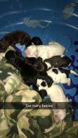 English Cocker Spaniel Puppies for sale in Toledo, OH 43605, USA. price: NA