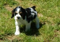 English Cocker Spaniel Puppies for sale in Russell Springs, KY 42642, USA. price: NA