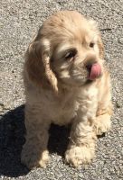English Cocker Spaniel Puppies for sale in Eminence, IN, USA. price: NA