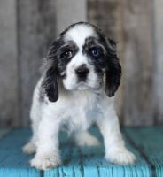 English Cocker Spaniel Puppies for sale in Houston, MS 38851, USA. price: NA