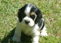 English Cocker Spaniel Puppies for sale in Florissant, MO, USA. price: NA
