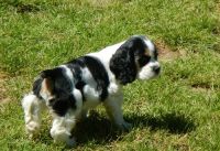 English Cocker Spaniel Puppies for sale in Yazoo City, MS 39194, USA. price: NA