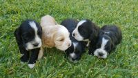 English Cocker Spaniel Puppies for sale in Riverside, CA, USA. price: NA