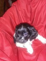 English Cocker Spaniel Puppies for sale in Cave City, AR 72521, USA. price: NA
