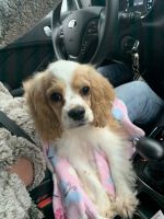 English Cocker Spaniel Puppies for sale in Lancaster, KY 40444, USA. price: NA