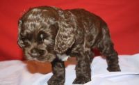 English Cocker Spaniel Puppies for sale in Westerville, OH, USA. price: NA