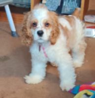 English Cocker Spaniel Puppies for sale in Colorado Springs, CO, USA. price: NA