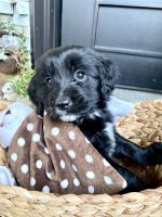 English Cocker Spaniel Puppies for sale in Antelope, CA, USA. price: NA