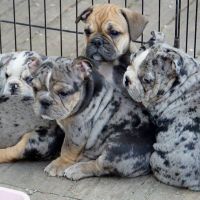 English Coonhound Puppies Photos