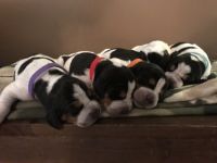 English Coonhound Puppies for sale in Millville, NJ 08332, USA. price: NA