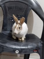 English Lop Rabbits Photos