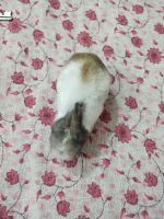 English Lop Rabbits for sale in Jankipuram Extension, Lucknow, Uttar Pradesh, India. price: 500 INR