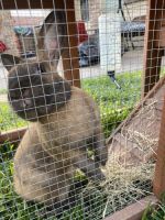 English Lop Rabbits for sale in Katy, TX, USA. price: NA