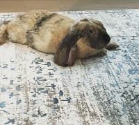 English Lop Rabbits for sale in Mobile, AL 36608, USA. price: NA