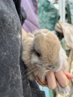 English Lop Rabbits for sale in Dewey-Humboldt, AZ, USA. price: NA