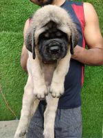 English Mastiff Puppies for sale in Moradabad, Uttar Pradesh, India. price: 55000 INR