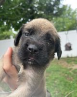English Mastiff Puppies for sale in Palmyra, NJ, USA. price: NA