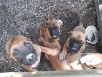 English Mastiff Puppies for sale in Portsmouth, VA, USA. price: NA