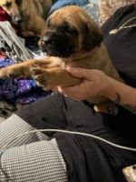 English Mastiff Puppies for sale in Hartley, TX, USA. price: NA